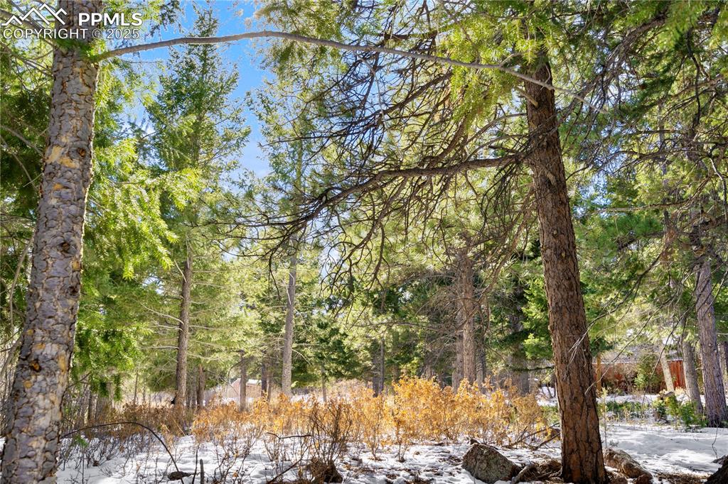 0 Rock Ridge Road Palmer Lake, CO 80133 - Photo 5 of 7 a view of a forest covered with trees