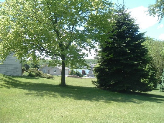 a view of a park that has large trees