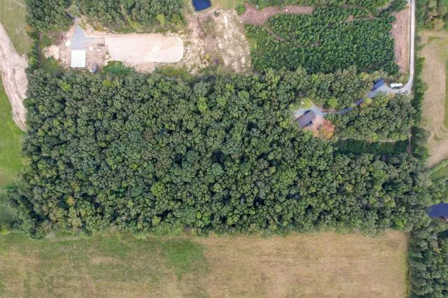 a view of a forest with trees
