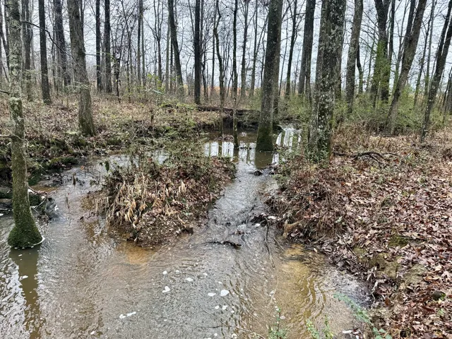 a view of a yard with trees