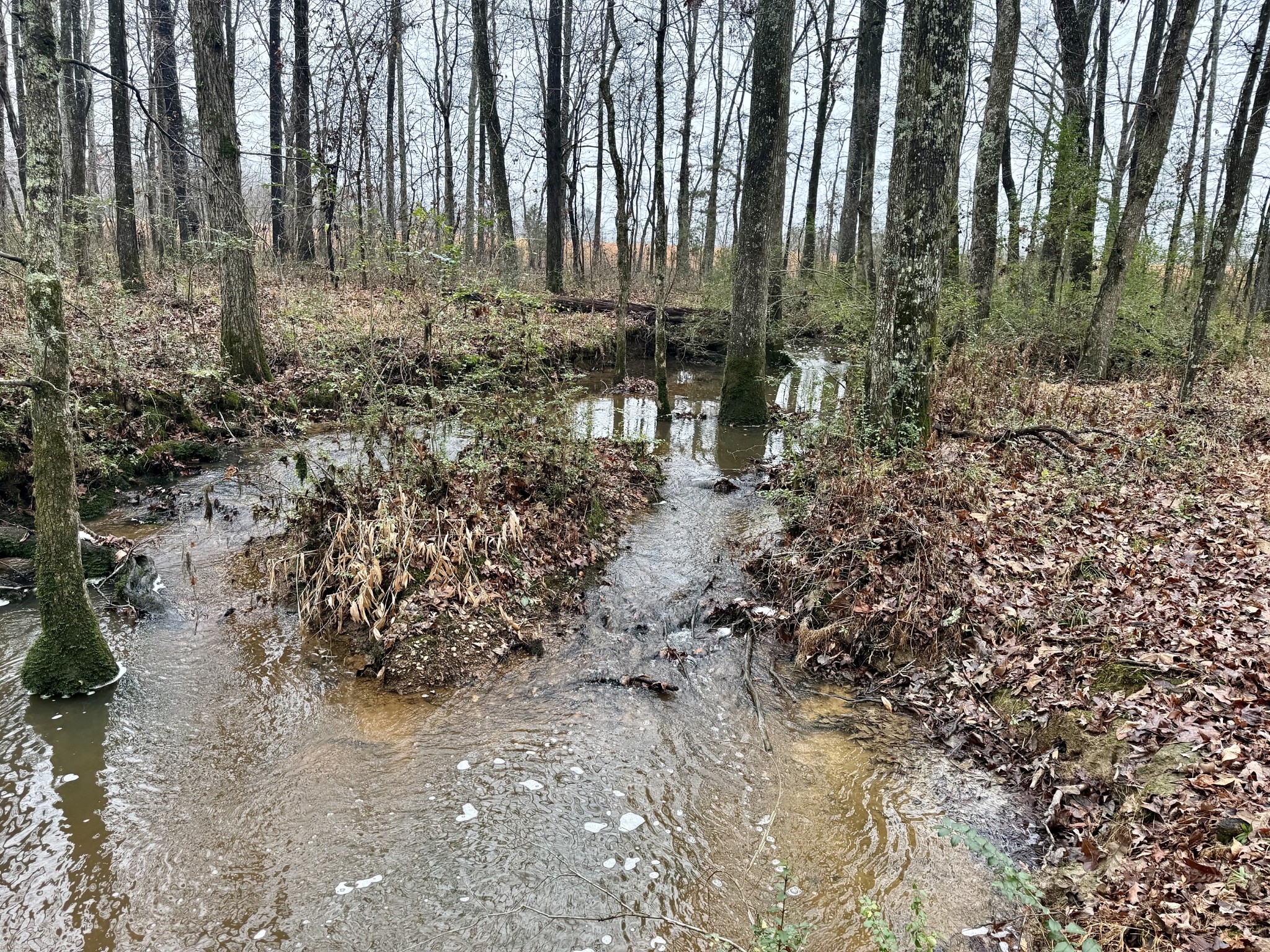 239 Henderson Road Hohenwald, TN 38462 - Photo 39 of 61 a view of outdoor space with trees