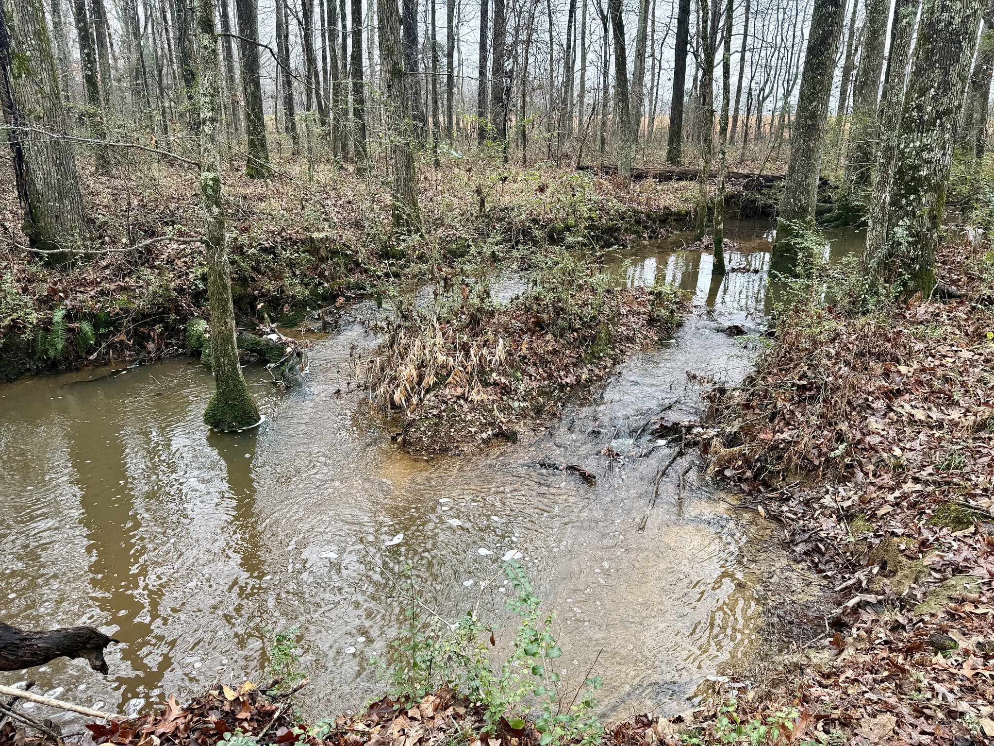 239 Henderson Road Hohenwald, TN 38462 - Photo 41 of 61 a view of a yard with plants and large trees