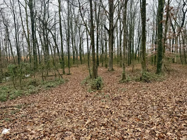 a view of outdoor space with trees