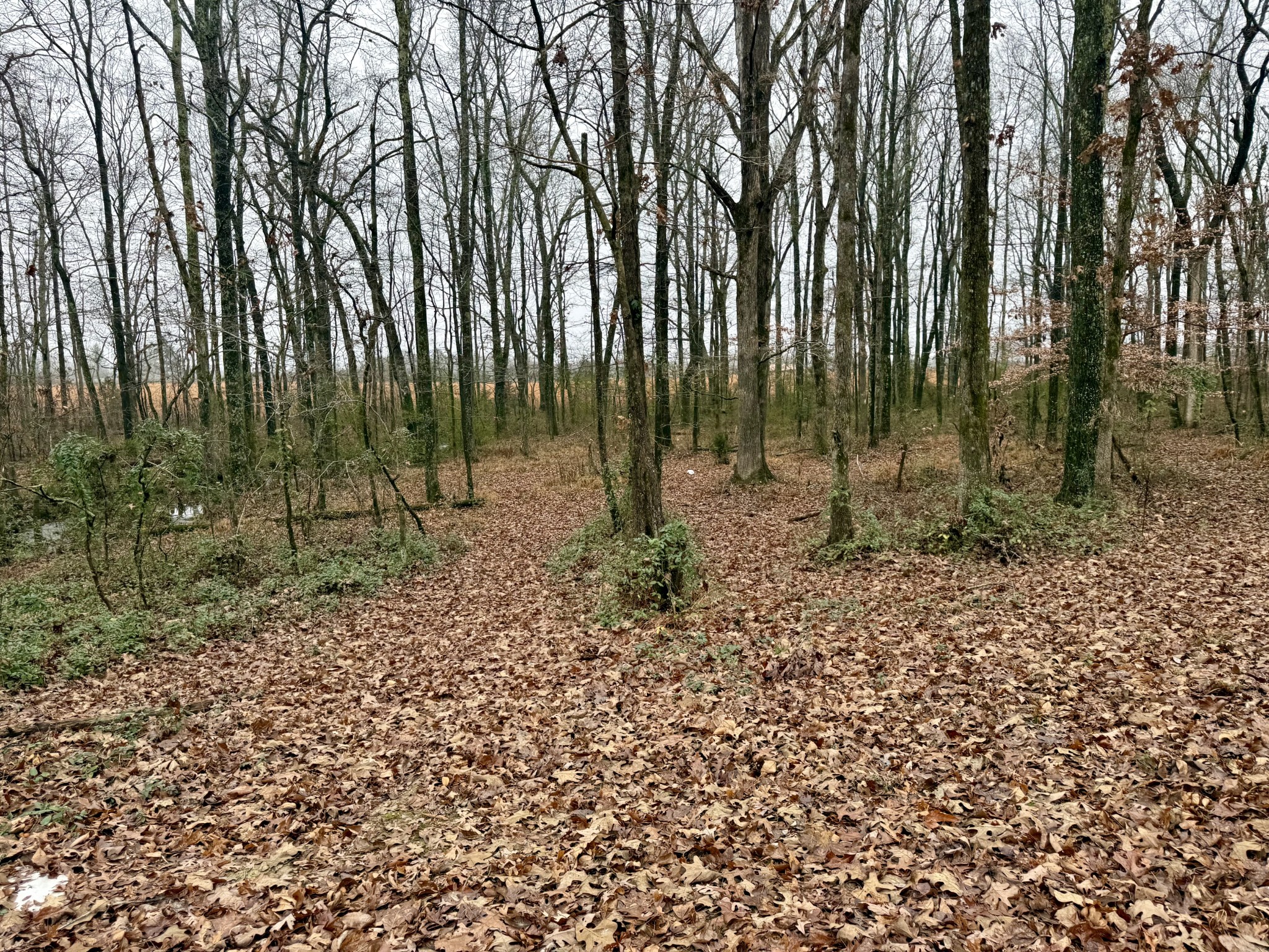 239 Henderson Road Hohenwald, TN 38462 - Photo 42 of 61 a view of outdoor space with lots of green space
