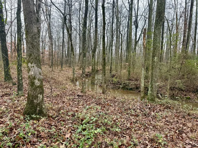 a view of outdoor space with lots of trees