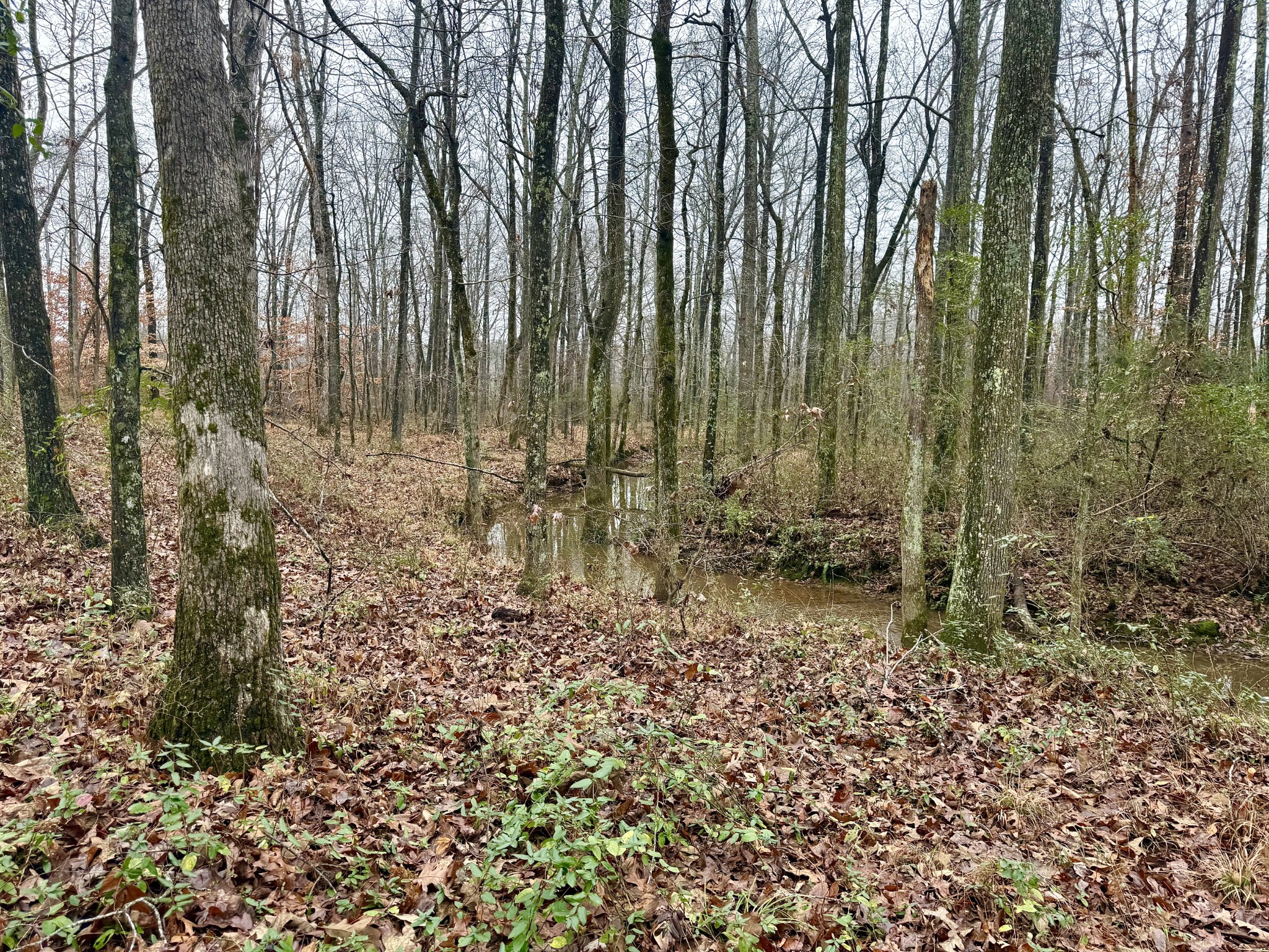 239 Henderson Road Hohenwald, TN 38462 - Photo 43 of 61