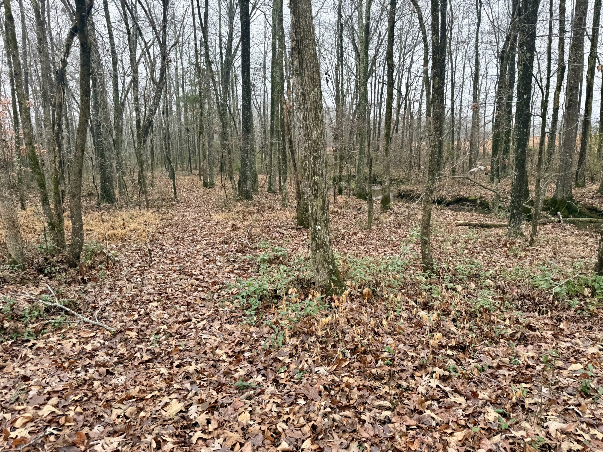 239 Henderson Road Hohenwald, TN 38462 - Photo 45 of 61 a view of a backyard of the house