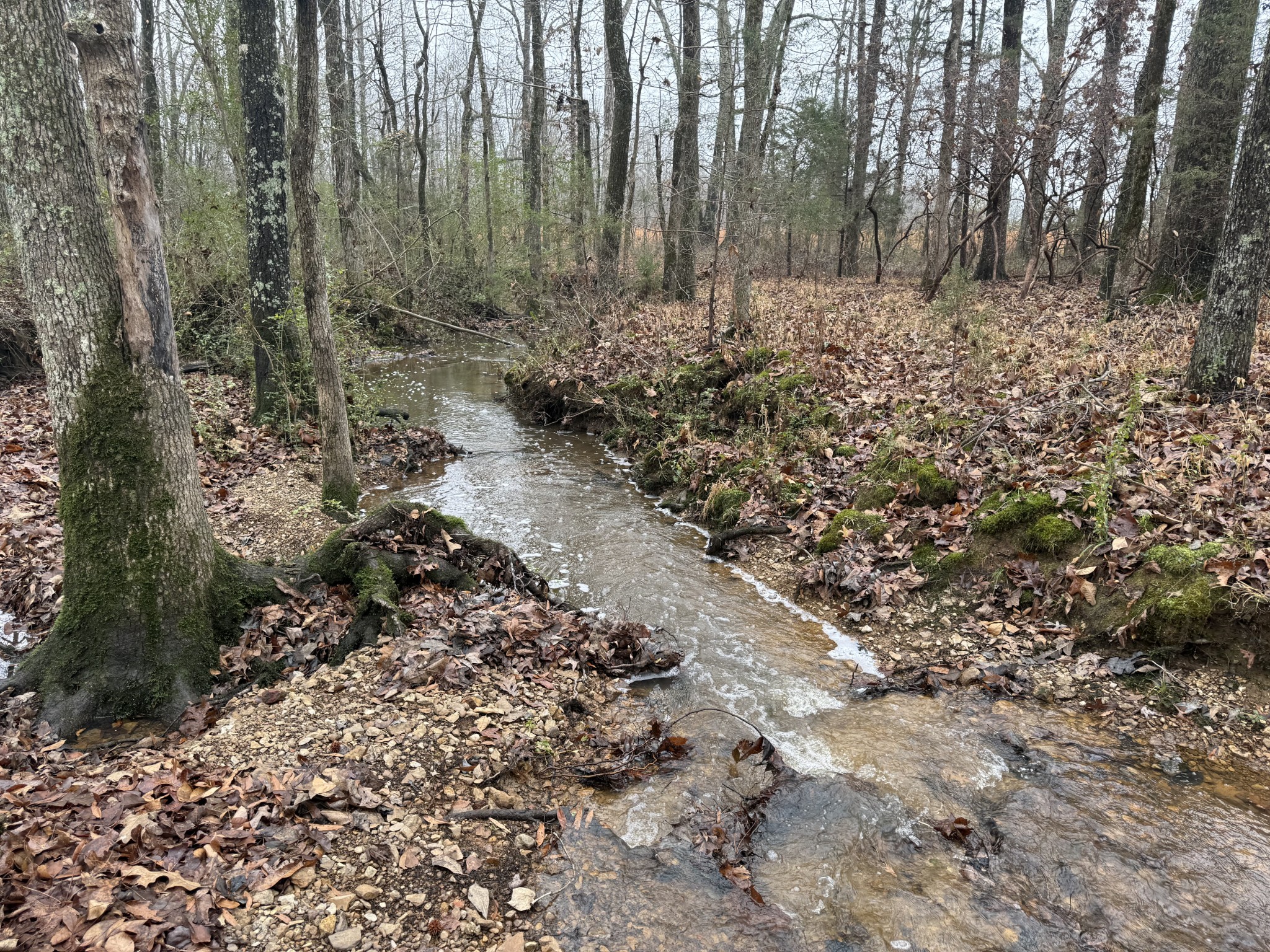 239 Henderson Road Hohenwald, TN 38462 - Photo 46 of 61 a view of a forest with trees