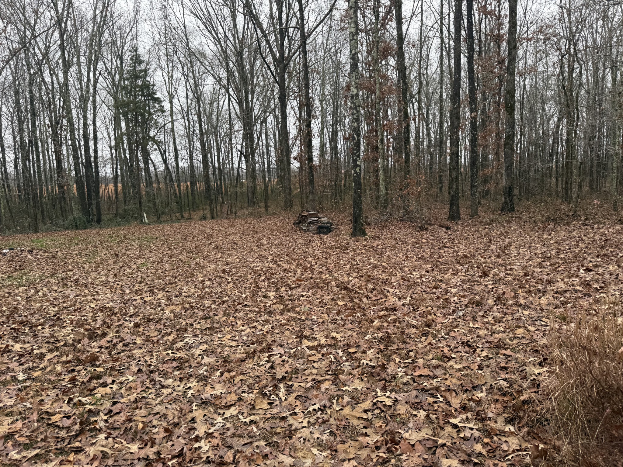 239 Henderson Road Hohenwald, TN 38462 - Photo 47 of 61 a view of a backyard of the house