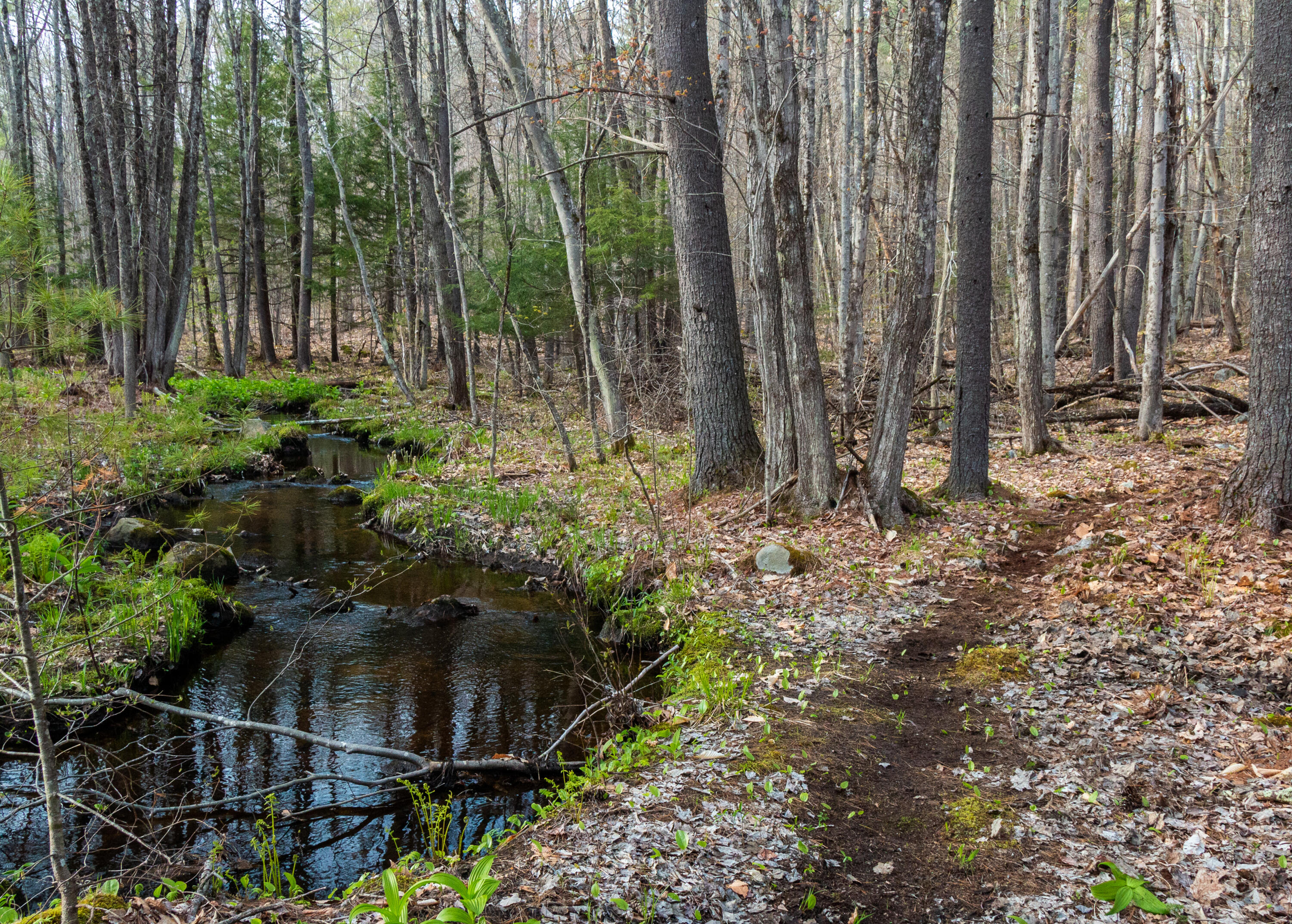 19 Yeaton Hill Road Springvale, ME 04083 - Photo 41 of 43 Smith Nature Trais (3 of 4)