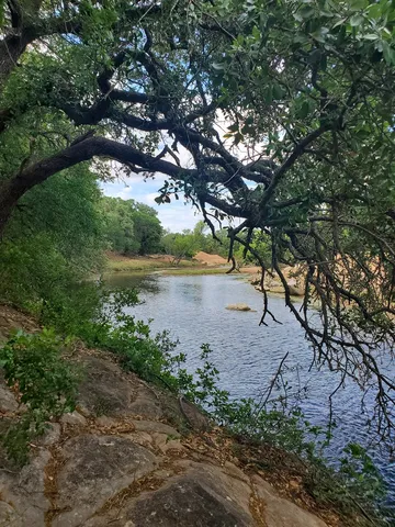 a view of a backyard with plants and tree