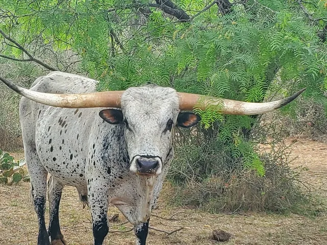 a view of a lake with a mountain