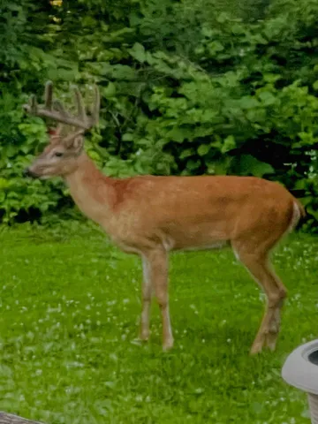 $40,000 | Lot 14 Beaver Drive, Brainerd, MN 56401