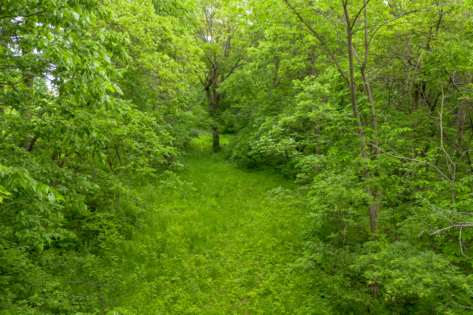 698 North 2853rd Road LaSalle, IL 61301 - Photo 36 of 39 a view of a lush green forest