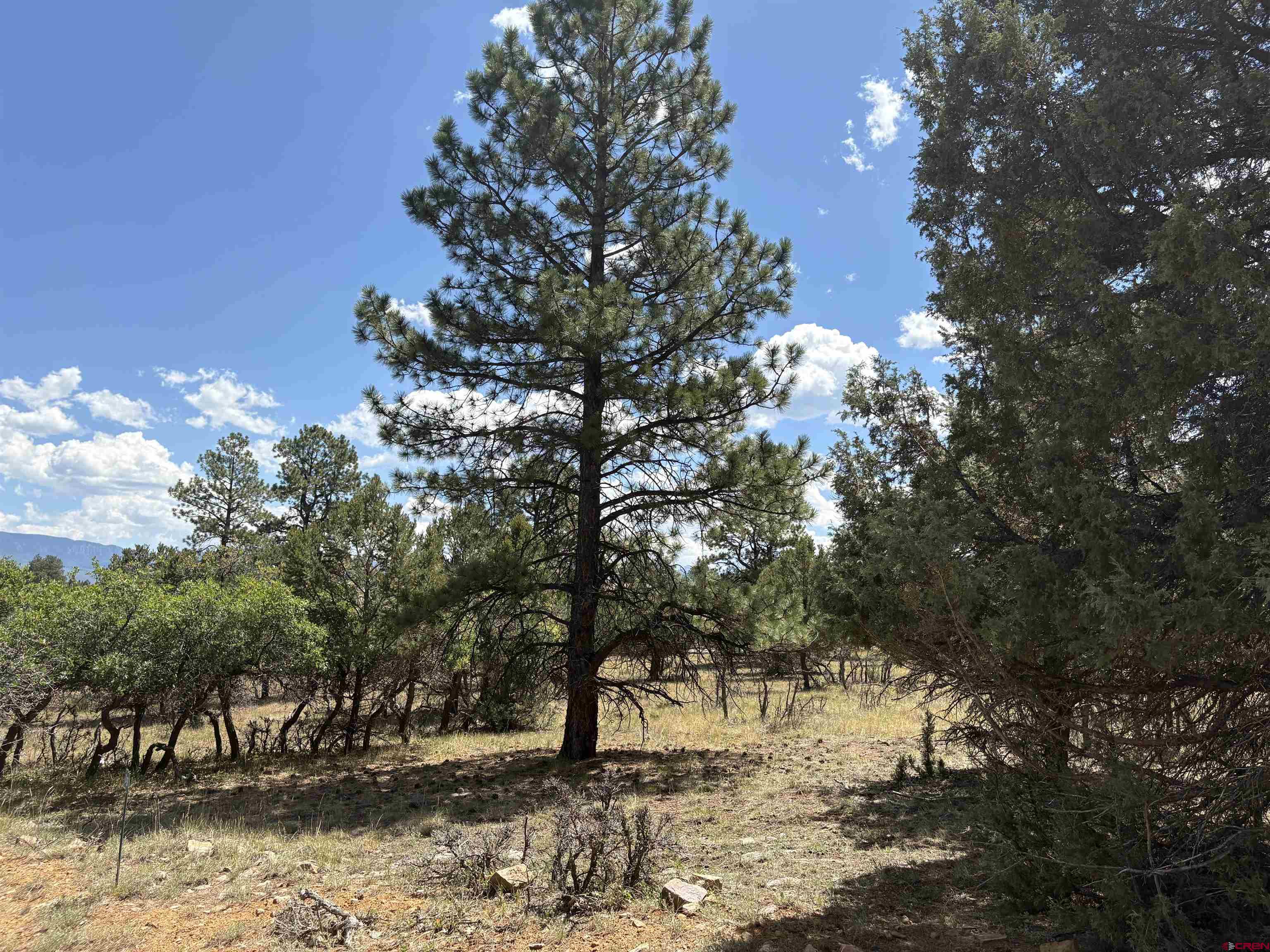 Tbd326 Bear Cub Drive Ridgway, CO 81432 - Photo 4 of 5 a view of a yard with a tree