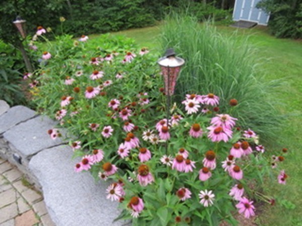 124 Turkey Hill Road Northampton, MA 01062 - Photo 26 of 30 a view of a flower in a garden