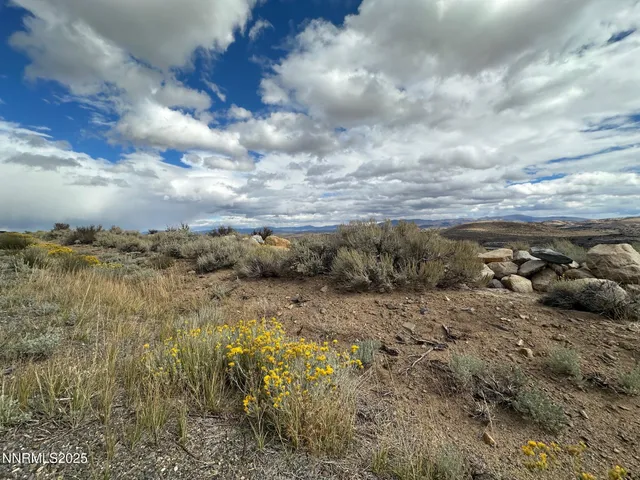 a view of a dry yard with trees