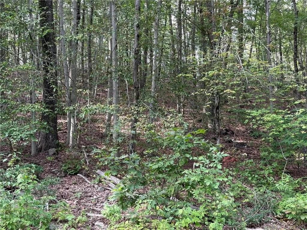 0 Above All Road Warren, CT 06754 - Photo 2 of 5 a view of a forest that has large trees