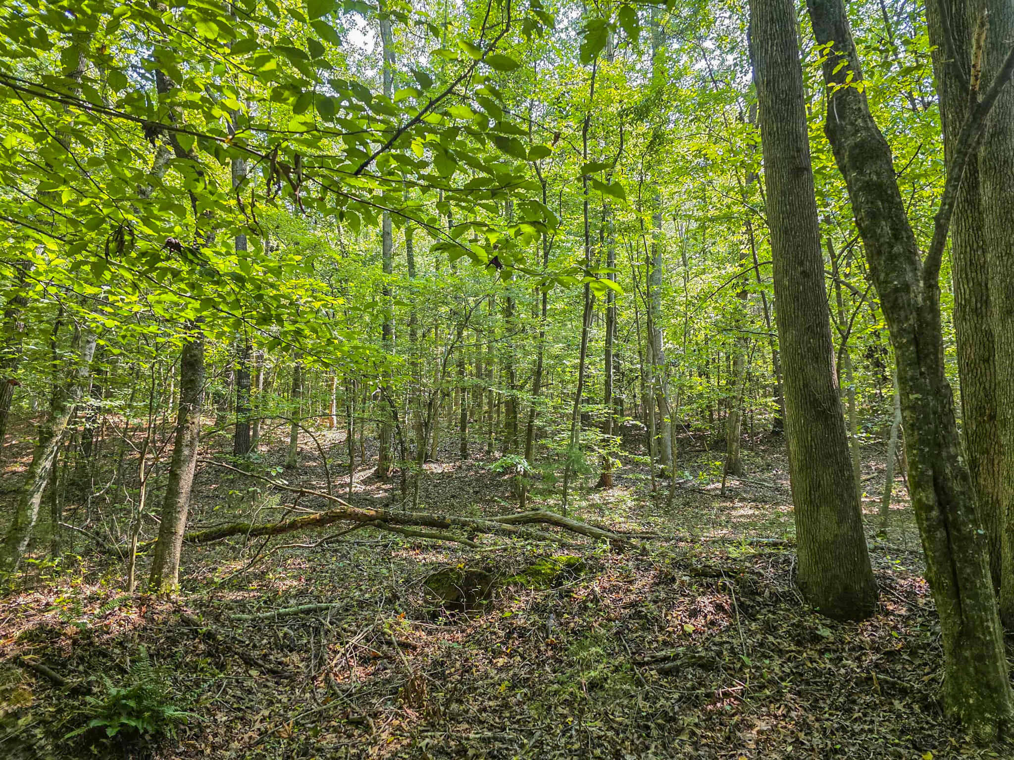 1643 Rebel Creek Road Chester, SC 29706 - Photo 11 of 16 Wooded area