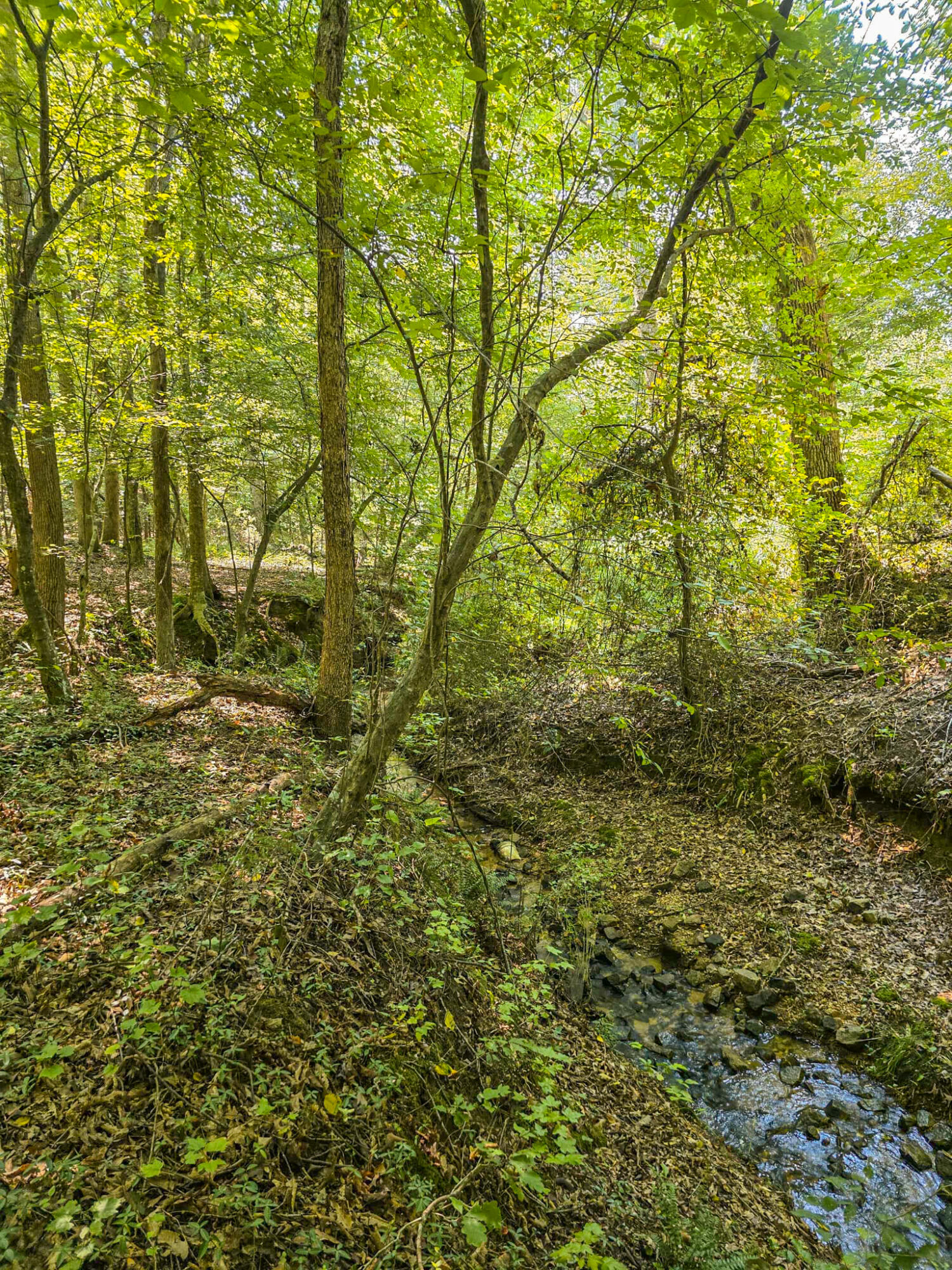 1643 Rebel Creek Road Chester, SC 29706 - Photo 12 of 16 Natural creek