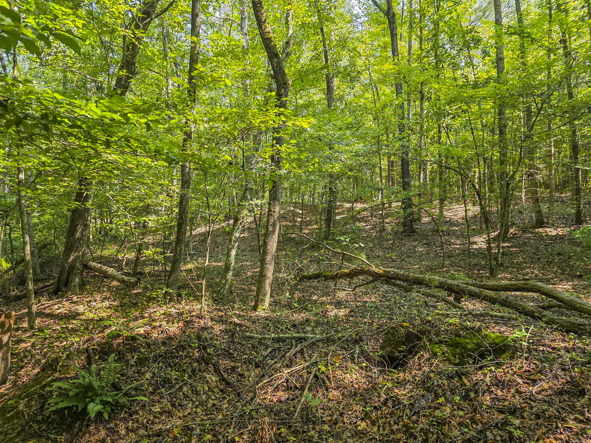 1643 Rebel Creek Road Chester, SC 29706 - Photo 14 of 16 Wooded area