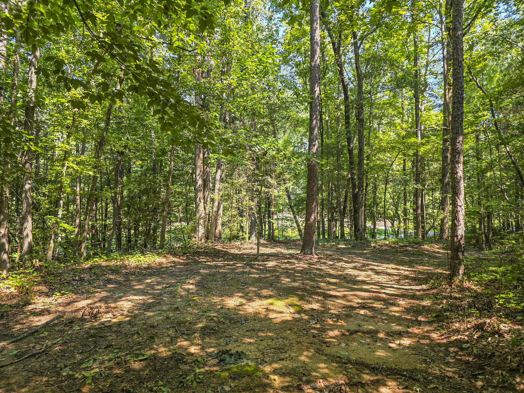 1643 Rebel Creek Road Chester, SC 29706 - Photo 4 of 16 Wooded area
