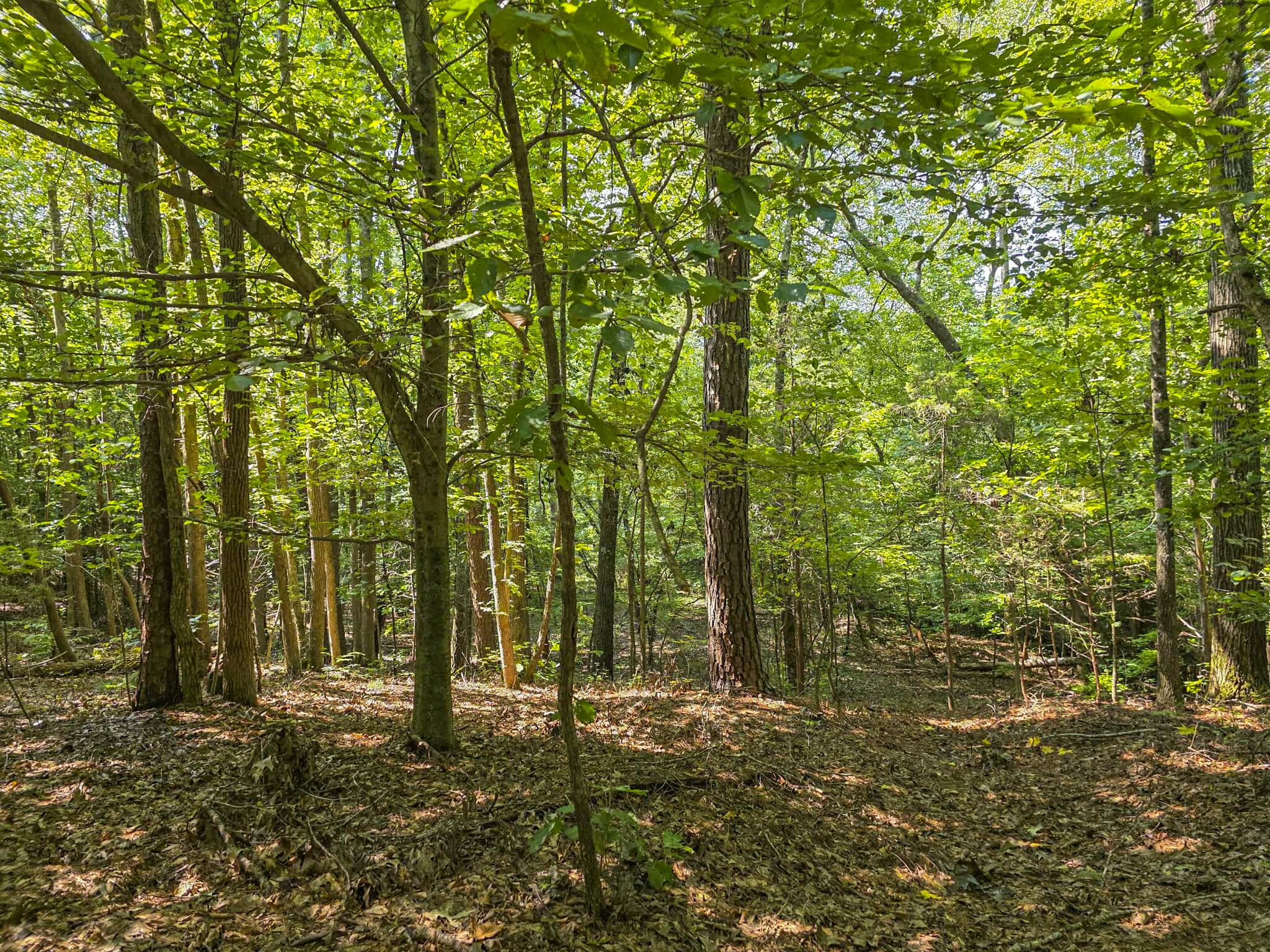 1643 Rebel Creek Road Chester, SC 29706 - Photo 5 of 16 Wooded area