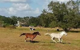 4758 Roper Road Clewiston, FL 33440 - Photo 28 of 50 Photo 28