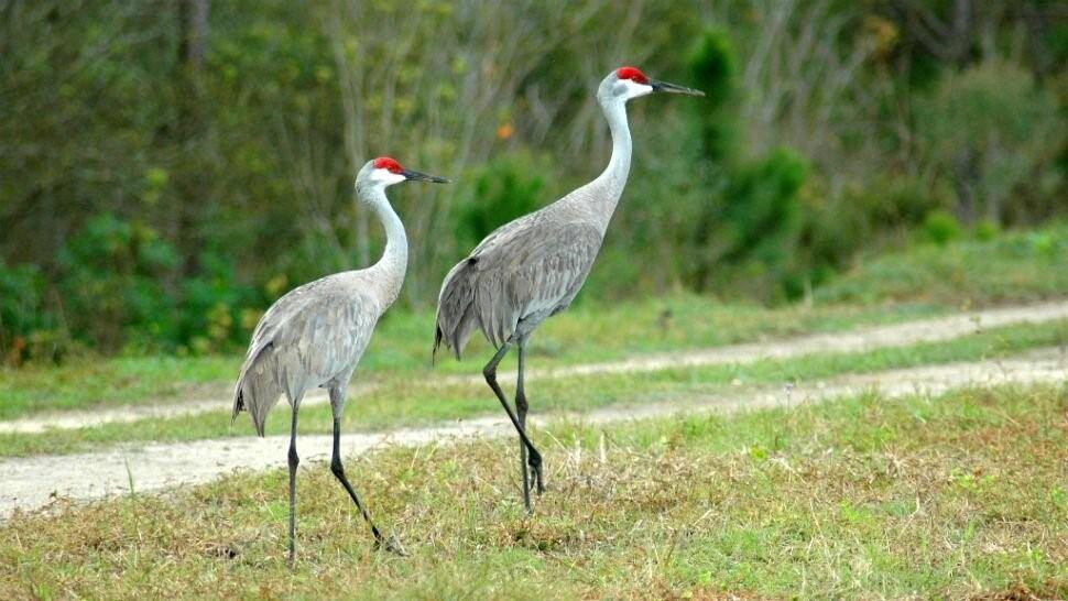 4758 Roper Road Clewiston, FL 33440 - Photo 48 of 50 ENJOY YOUR WILD LIFE!