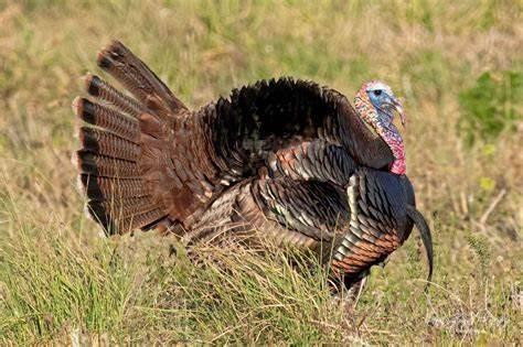 4758 Roper Road Clewiston, FL 33440 - Photo 49 of 50 TURKEY