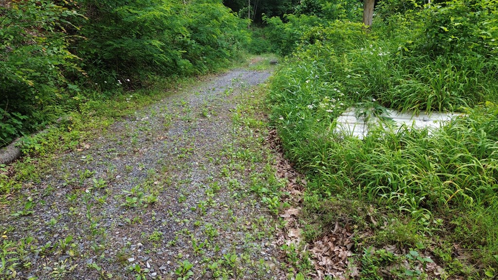 115 Calvender Road Turtletown, TN 37391 - Photo 11 of 23 a view of a lush green forest