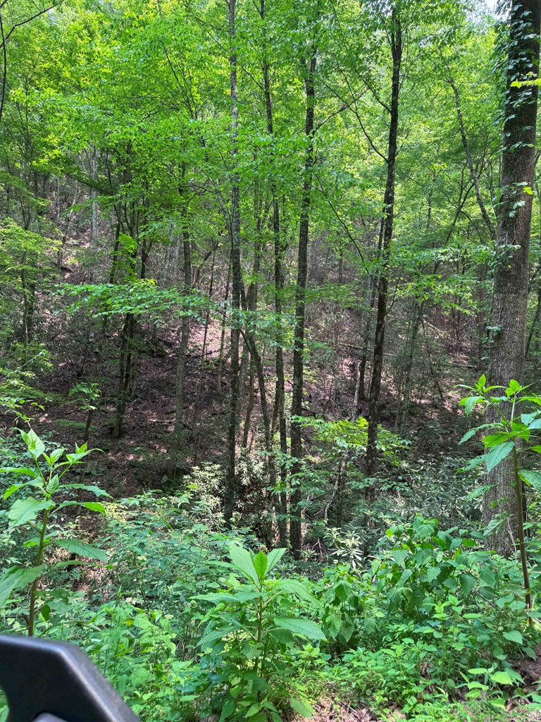 88-acres Bolden Branch Road Andrews, NC 28901 - Photo 10 of 34