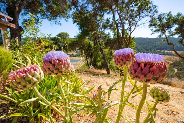 $895,000 | 13635 Denmark Creek Road, Boonville, CA 95415