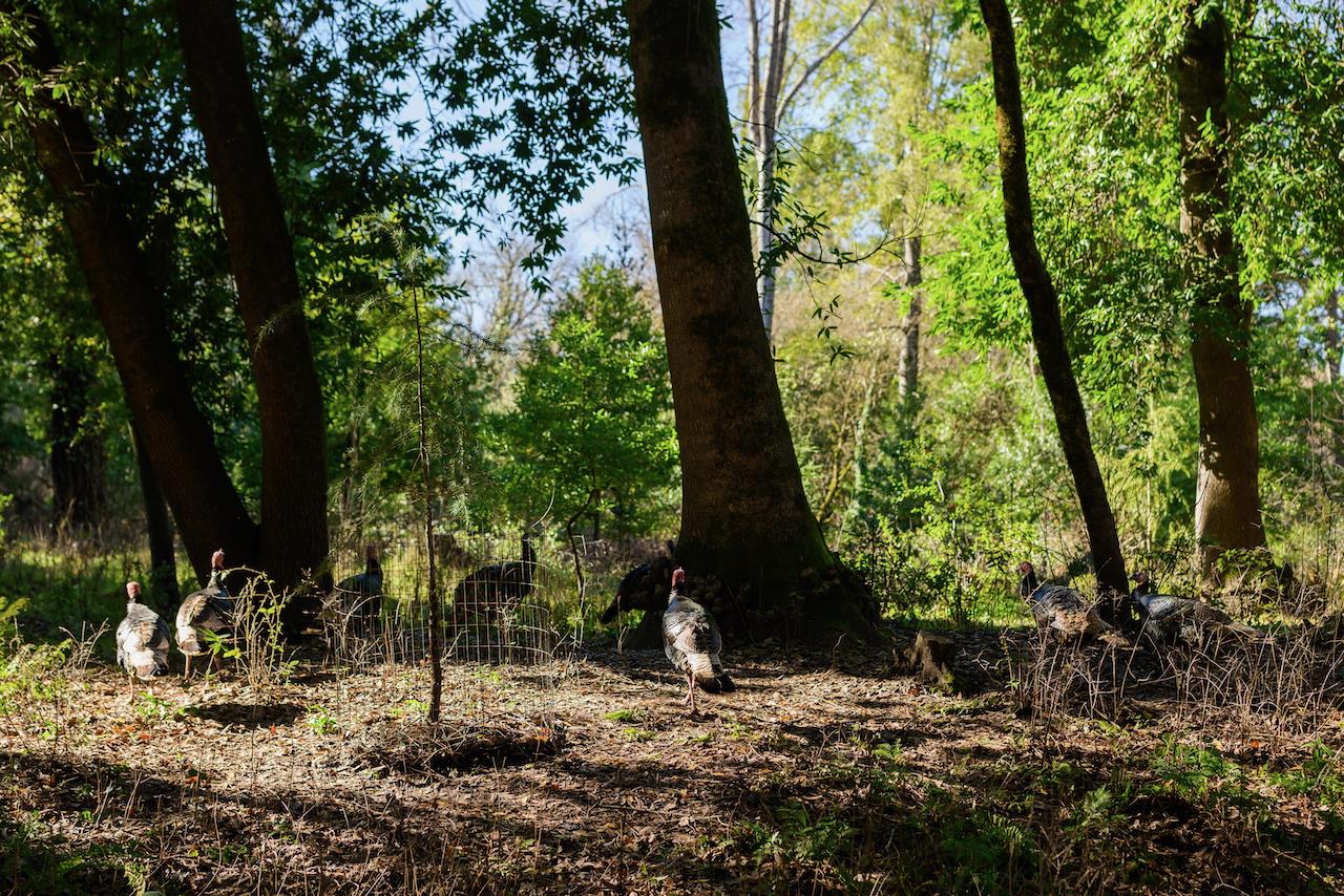 515 Lockhart Gulch Road Scotts Valley, CA 95066 - Photo 17 of 92