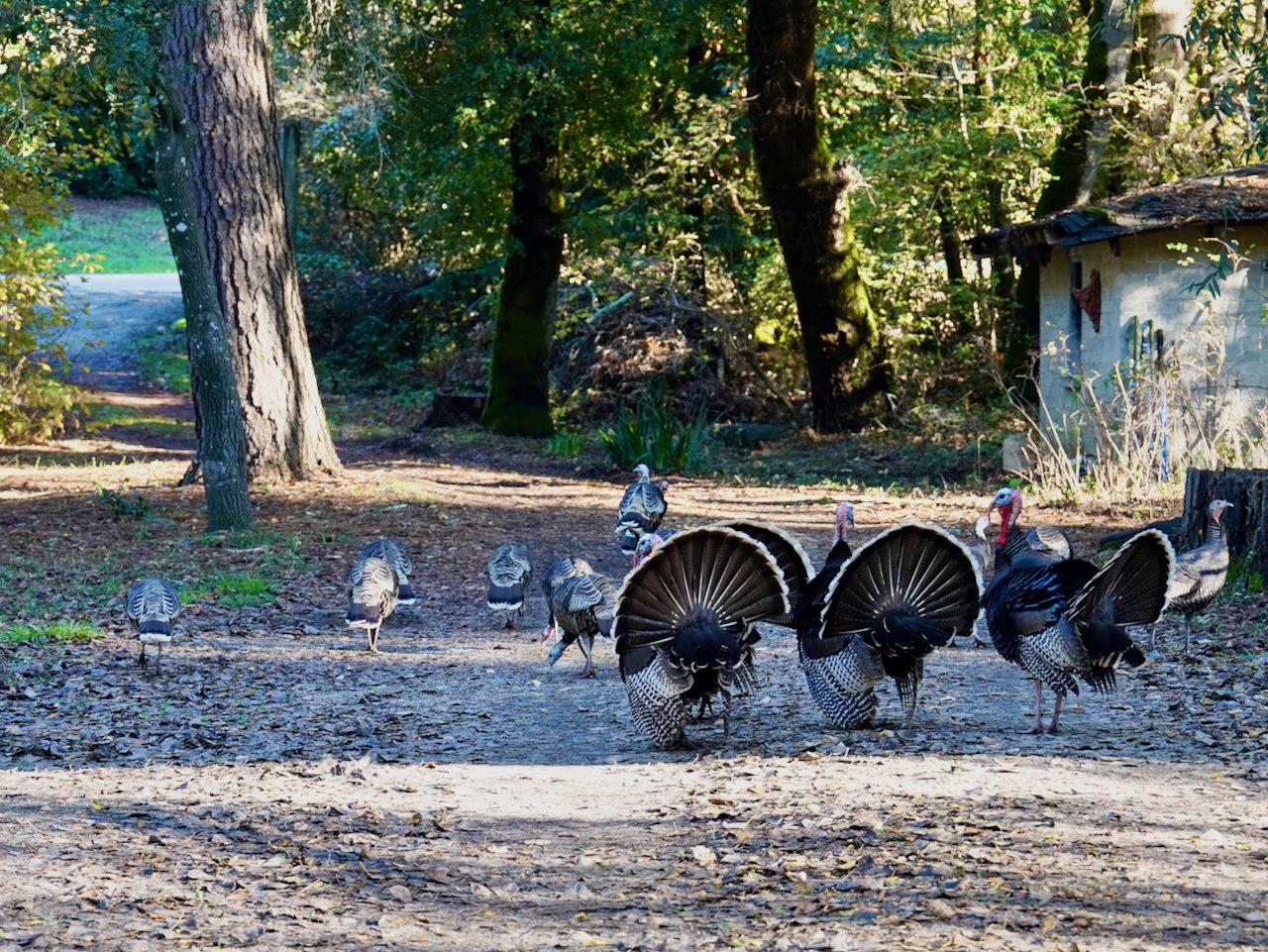 515 Lockhart Gulch Road Scotts Valley, CA 95066 - Photo 6 of 92