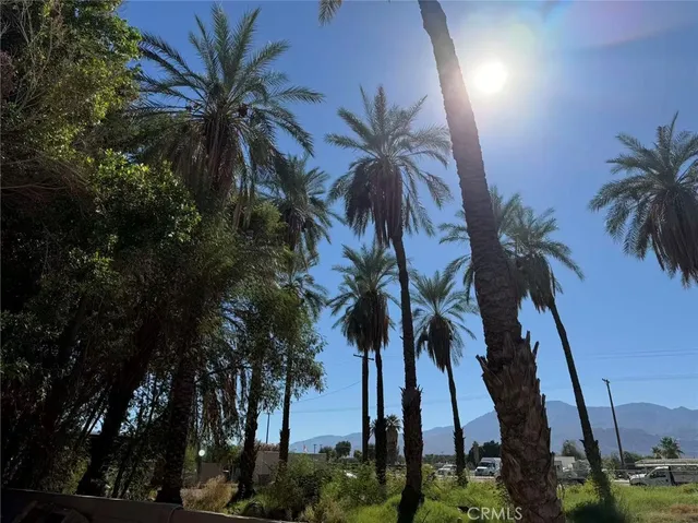 a view of outdoor space with palm trees