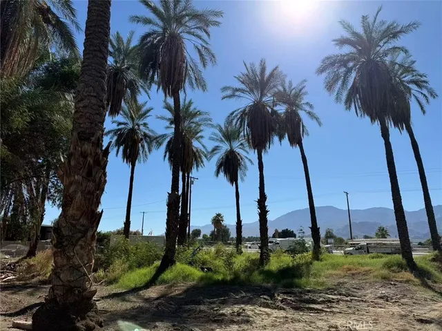 a view of three palm trees