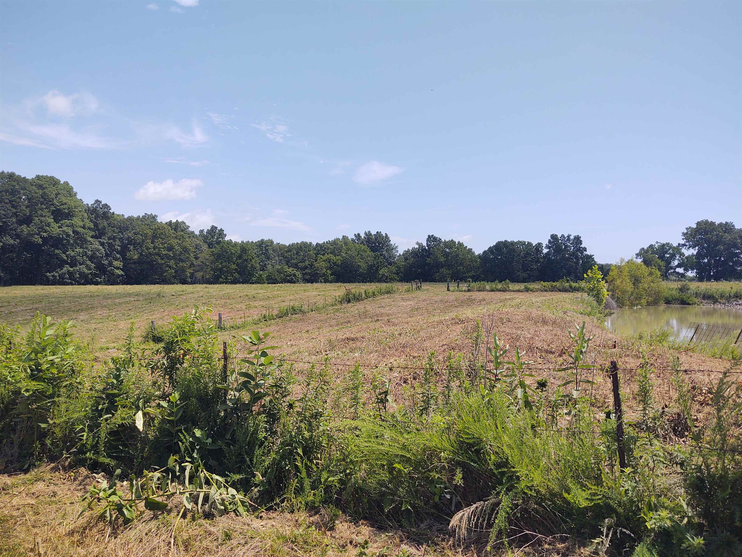 0 Birdwell Road Creal Springs, IL 62967 - Photo 12 of 23