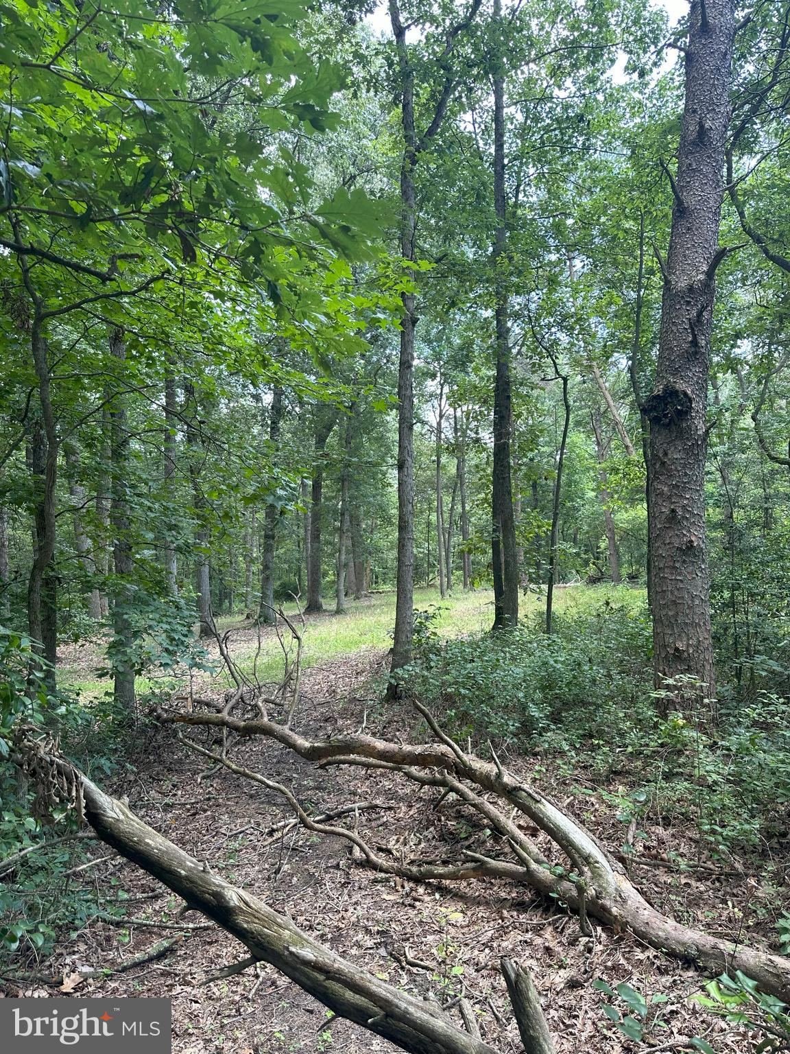 Temple Road Marydel, MD 21649 - Photo 13 of 18