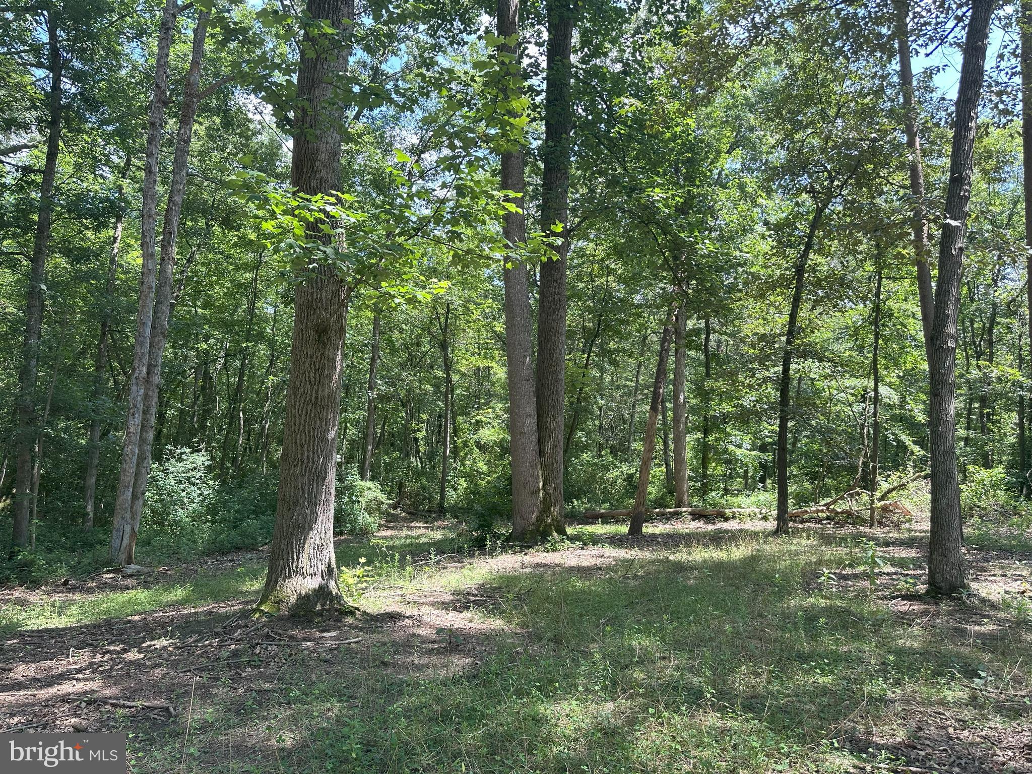 Temple Road Marydel, MD 21649 - Photo 17 of 18