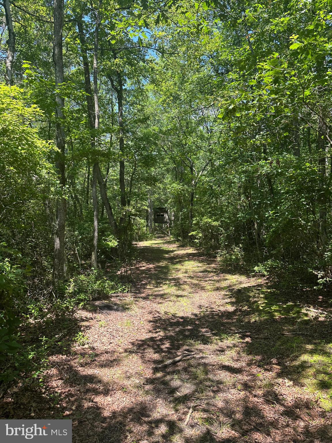 Temple Road Marydel, MD 21649 - Photo 3 of 18