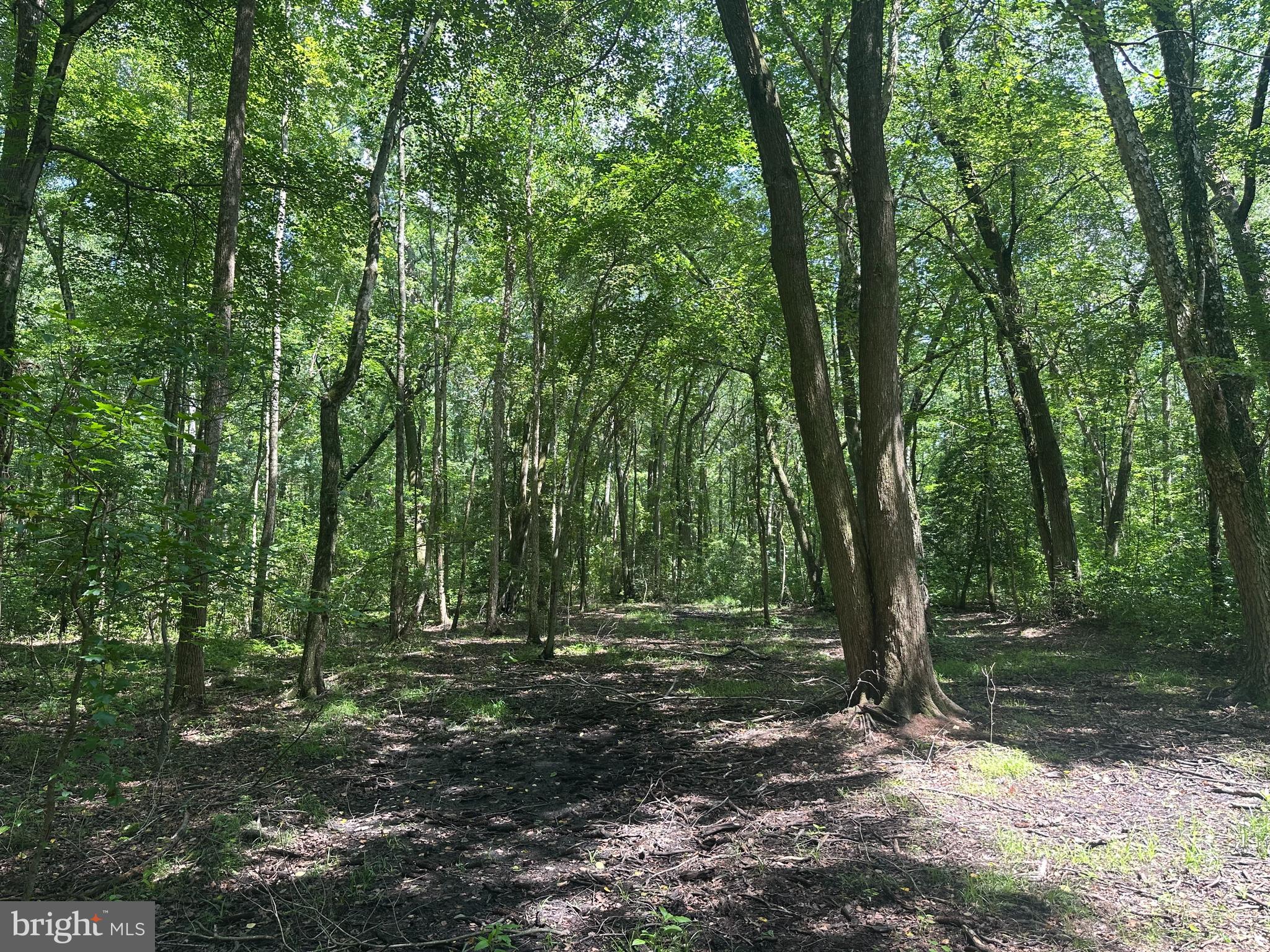 Temple Road Marydel, MD 21649 - Photo 6 of 18