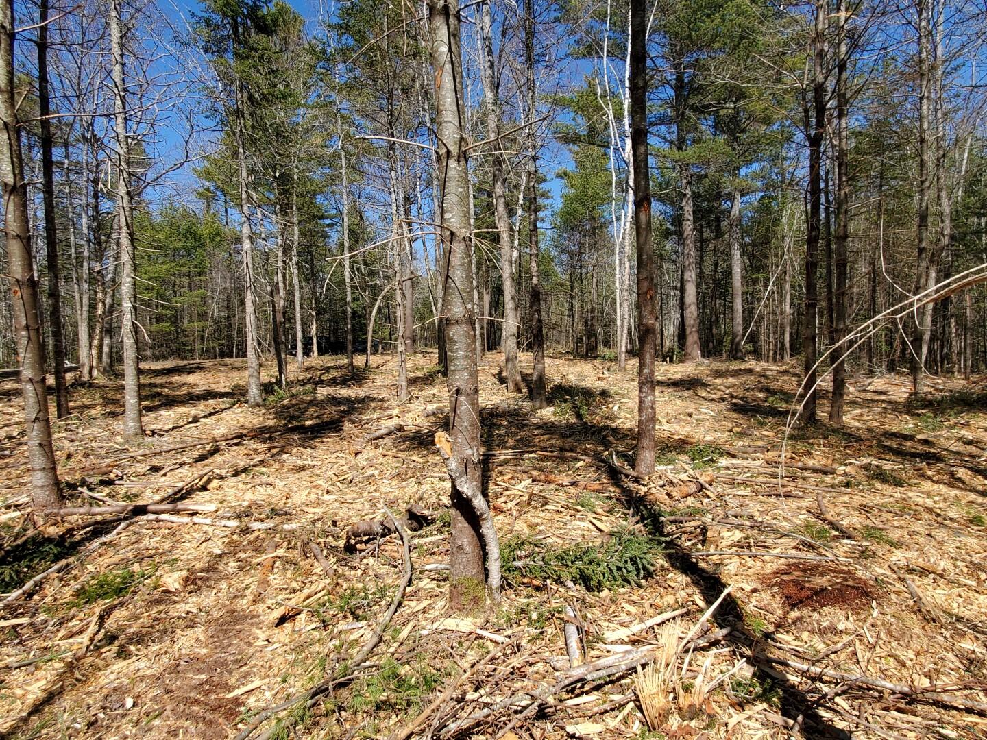 194 A Crowley Road Lincolnville, ME 04849 - Photo 4 of 9 20210403_122507 (Large)