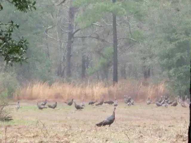 $1,500,000 | 26070 Blue Star Highway, Havana, FL 32333