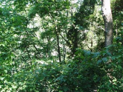 1686 Watts Ferry Road Frankfort, KY 40601 - Photo 5 of 5 Trees, Trees, and More Trees. Mostly W