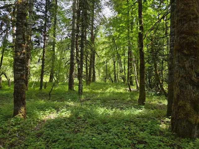 a large yard with lots of green space and trees