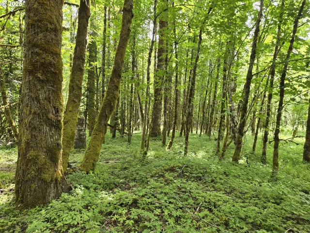 a view of lush green forest