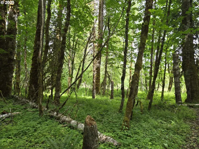 a lush green forest with lots of trees