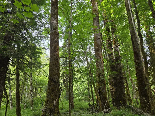 a view of a lush green forest