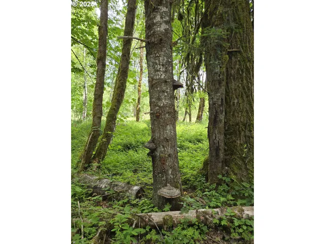 a close up of a plant in a garden